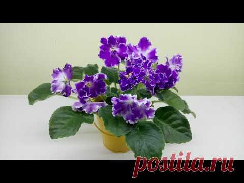 Омоложение фиалки! 3 самых простых способа!!!