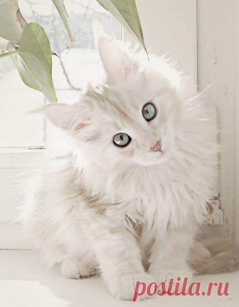 10 причин, почему вы никогда не должны владеть мейн-кун кошки