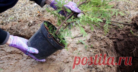 Посадка саженца туи за 4 шага Туя – вечнозеленое дерево, которое способно жить до 100 лет. Посадите у себя на даче это растение, и оно станет самым долговечным украшением вашего участка.
