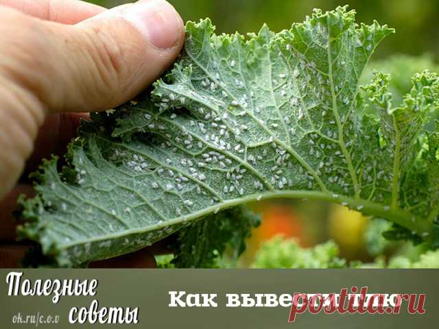 Как вывести тлю

1. Водкой. Для обработки пойдет самая дешевая. Все, что нужно, так это налить ее в пульверизатор и опрыснуть растения.
2. Кока-колой. Использовать так же, как и водку.
3. Хозяйственным мылом: 200 грамм растворить в 10 литрах воды.
4. Нашатырем: 1 ст. ложку развести в 10 литрах воды.
5. Кальцинированной содой: 1 ст. ложку растворить в 1 литр воды. Добавить 40 грамм хозяйственного мыла.
6. Золой: 200–300 грамм залить 5 литрами крутого кипятка, остудить, проц...