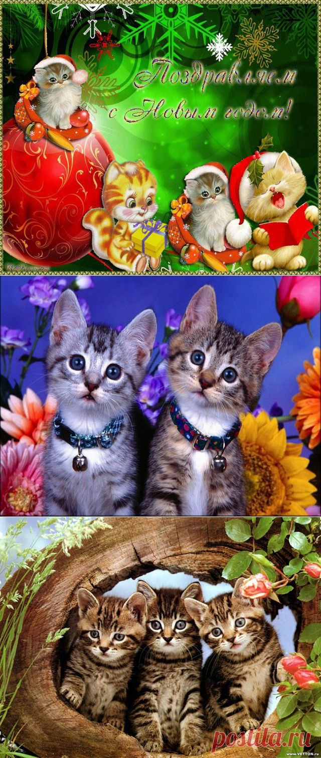 МИЛЕНЬКИЕ ЛАПУШКИ!!.