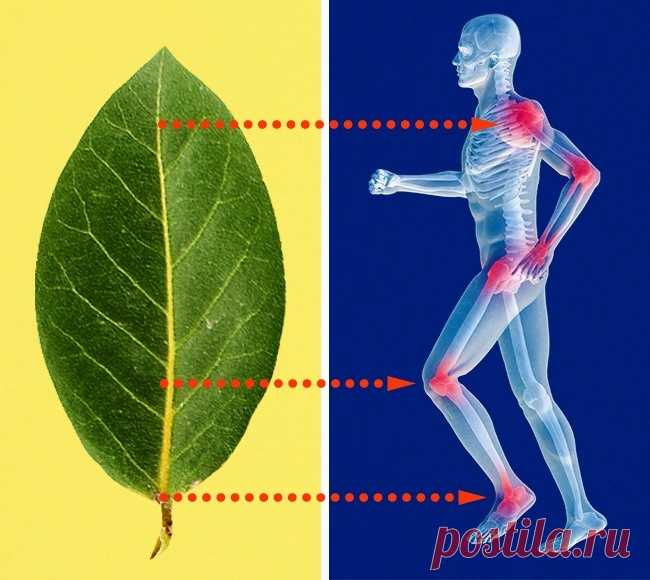 7 свойств лаврушки, о которых мы даже не подозревали