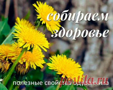 Лучшее время для сбора цветков и листьев одуванчика — весна, начало лета. Корни заготавливают в августе — сентябре или ранней весной — самый конец апреля, начало мая. Не пропустите это время. Сейчас как раз есть возможность запастись корнями одуванчика. После распускания цветков собирают уже соцветия,

Хранят сырье в хорошо проветриваемых помещениях. Листья, цветки, корни- отдельно. Хранить можно до 5 лет.

Применение корней и листьев одуванчика.

Корни и листья применяютс...
