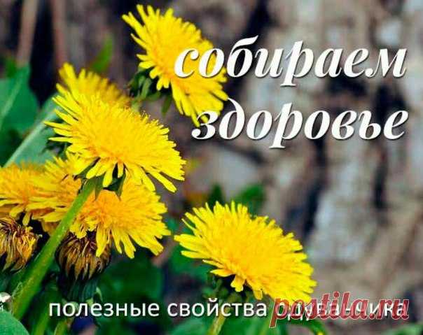 Лучшее время для сбора цветков и листьев одуванчика — весна, начало лета. Корни заготавливают в августе — сентябре или ранней весной — самый конец апреля, начало мая. Не пропустите это время. Сейчас как раз есть возможность запастись корнями одуванчика. После распускания цветков собирают уже соцветия,

Хранят сырье в хорошо проветриваемых помещениях. Листья, цветки, корни- отдельно. Хранить можно до 5 лет.

Применение корней и листьев одуванчика.

Корни и листья применяютс...