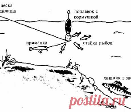 Как приманить судака