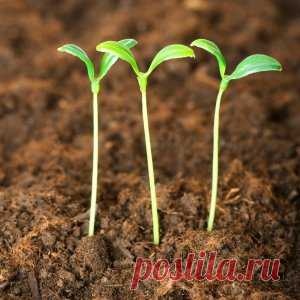 Почему вытягивается рассада?