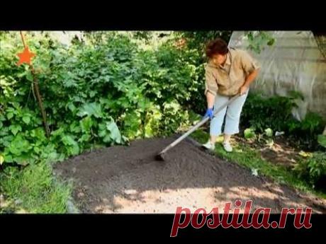 Как вырастить сладкую репу: советы "Дачи"