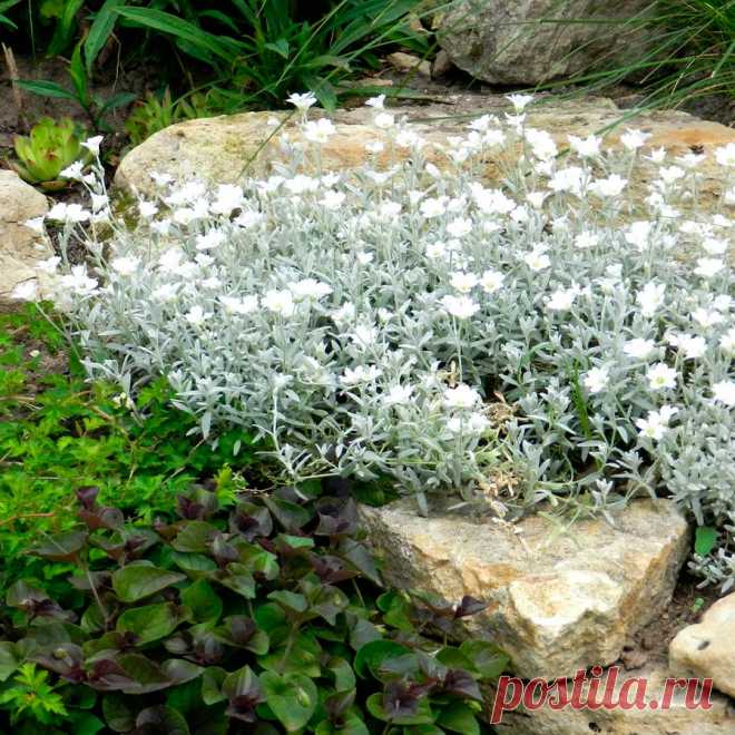 Многолетний садовый цветок Ясколка (Cerastium). Семейство: гвоздичные (Caryophyllaceae)

Многолетнее травянистое растение со стелющимися тонкими побегами, образующими серебристые куртинки высотой 10-45. Цветки мелкие, белые. Цветет в мае - июне.

Основные виды
Я.войлочная (C.tomentosum) - стелющееся серебристо-опушенное растение высотой 15-20 см; листья узкие; белые цветки в вильчатом соцветии. Я.Бибирштейна (C.biebersteinii) - войлочно-опушенное стелющееся растение высотой 45 см.