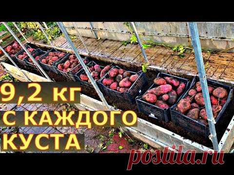 СВЕРХ УРОЖАЙ картофеля ТРЕХМЕТРОВАЯ ботва. Выращивание картофеля в грядках коробах