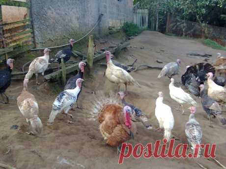 Jhone de Sousa