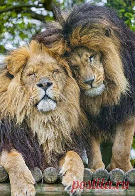 Brothes
