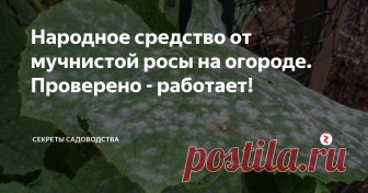 Народное средство от мучнистой росы на огороде. Проверено - работает! Любимая свекровь мне помогла, рассказав свой 