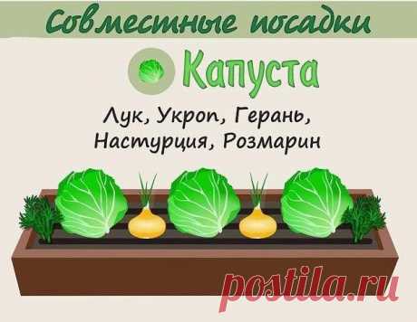 Анна Патренкова