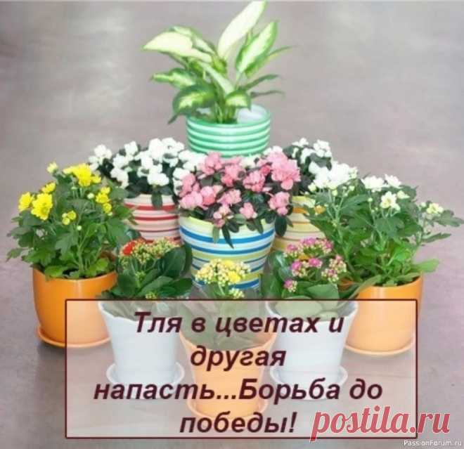 Комнатные растения. Тля в цветах и другая напасть... Борьба до победы!У кого есть в доме цветы, тот знает, сколько радости и удовольствия приносят эти молчаливые питомцы. Особенно когда в ответ на нашу заботу они отзываются буйством зелени и обильным цветением.Но иногда приносят огорчение насекомые, которые досаждают растениям. В...