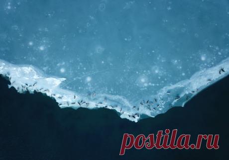 «Нерпы в открытом космосе» Остров Сахалин, Охотское море. Снимал Сергей Любаченко: nat-geo.ru/community/user/209197/