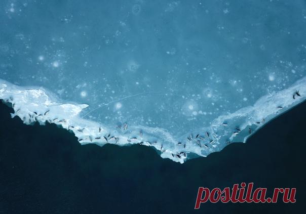 «Нерпы в открытом космосе» Остров Сахалин, Охотское море. Снимал Сергей Любаченко: nat-geo.ru/community/user/209197/