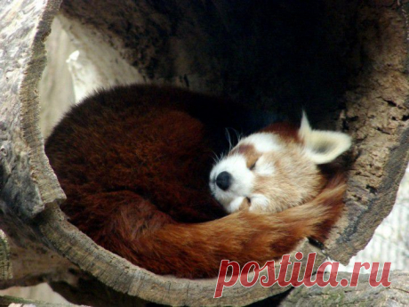 (+1) тема - В мире животных. Firefox | НАУКА И ЖИЗНЬ