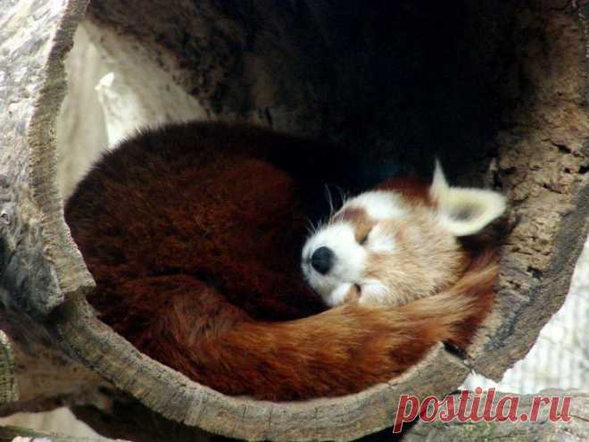 (+1) тема - В мире животных. Firefox | НАУКА И ЖИЗНЬ