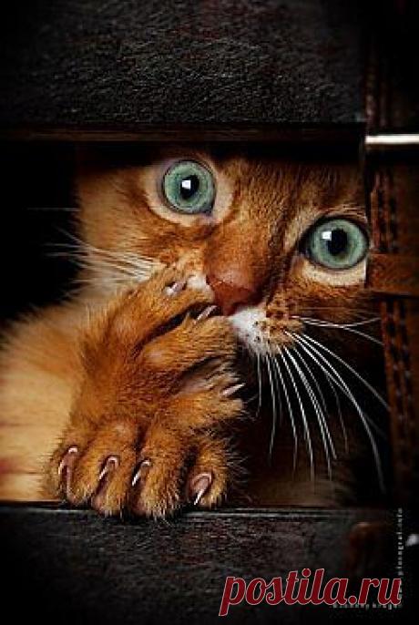 Одноклассники