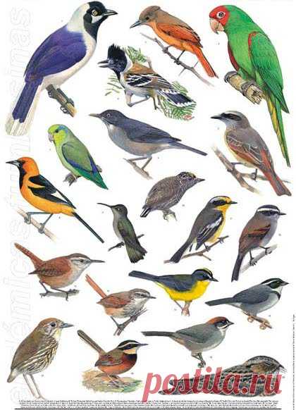 aves chilenas - Búsqueda de Google