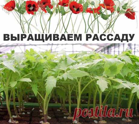 (60) Одноклассники