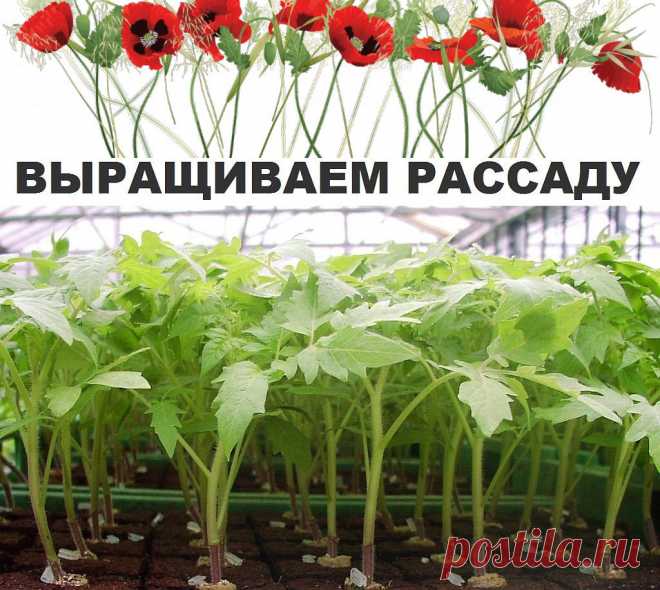 (60) Одноклассники