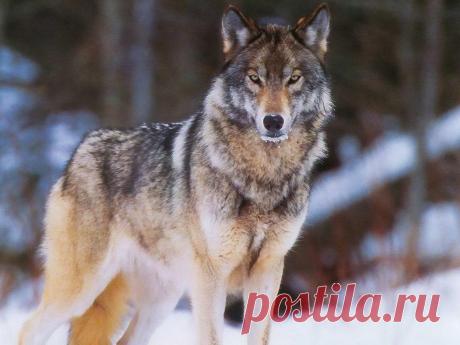 волки