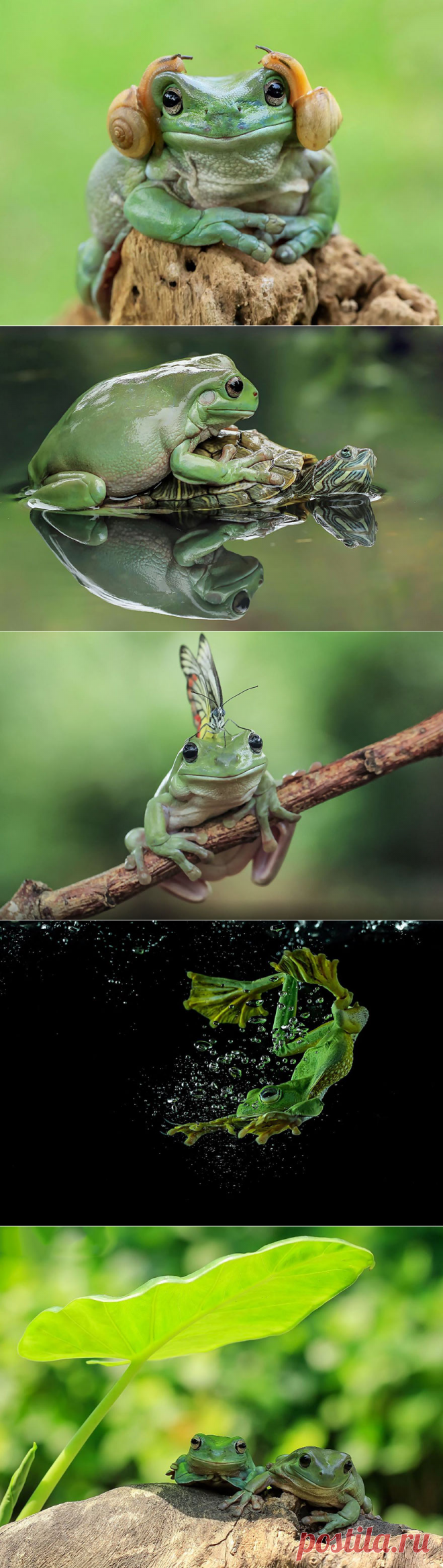 Эти очаровательные лягушки