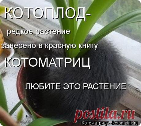 Дружба флоры и фауны | KotoMail.ru