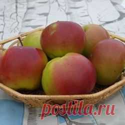 Яблони | Бабяковский плодопитомник