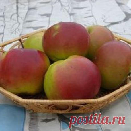 Яблони | Бабяковский плодопитомник