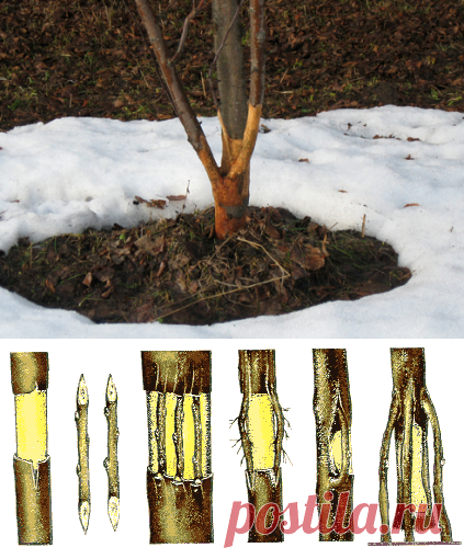 Яблоню погрызли мыши - что делать | DomOgorodnika.ru