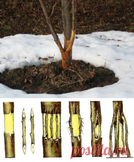 Яблоню погрызли мыши - что делать | DomOgorodnika.ru