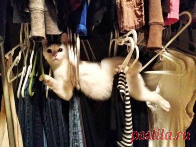 18 животных, которые не ждали, что хозяин придет так рано