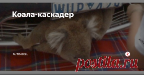 Коала-каскадер Интересная история произошла в Австралии с мишкой коала. Ему повезло основательно и парадоксально. Медведи, наверное, так же плохо знают Правила дорожного движения, как и отечественные собаки.
Однажды решил коала пересечь проезжую часть в неположенном месте, но неудачно: на огромной скорости мимо пронеслась машина... Из-за сильного удара сумчатый дружок пробил головой решетку радиатора и застрял в