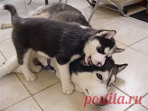 Funny: Baby animals {Part 3} (25 photos) - Xaxor