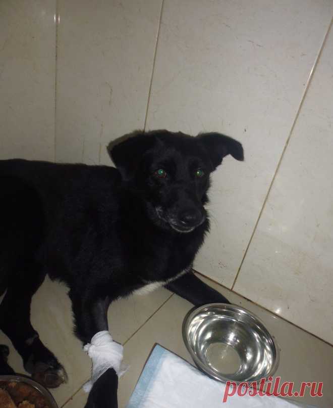 Нелюдимый пёс год прятался от волонтёров, и недавно с ним случилась беда…