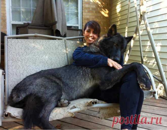 Большой черный волк гибрид собаки с ее хозяином Животное Планета