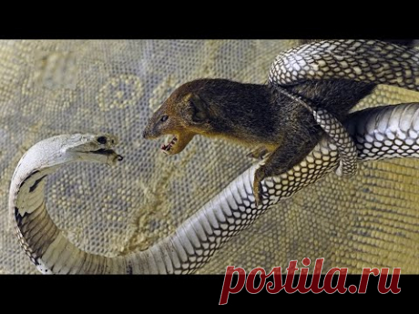 Вот это схватка! Королевская Кобра Против МАНГУСТА