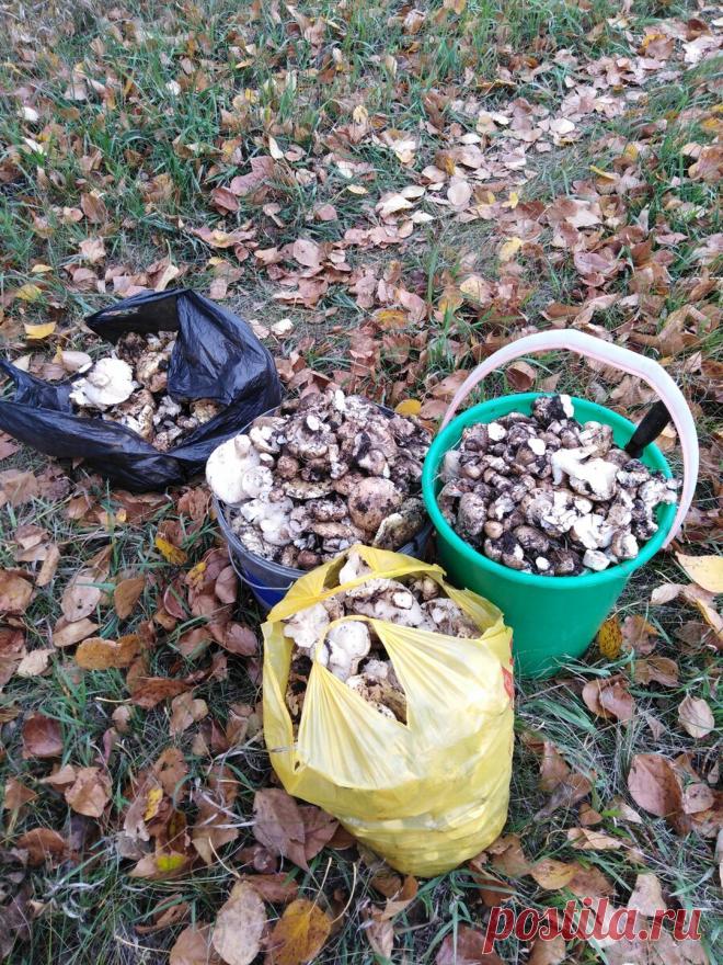 Грибная осень на Алтае
Всем привет. Сегодня хочу поделиться одним из моих любимых занятий. Я не...
Читай дальше на сайте. Жми подробнее ➡