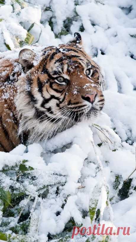 Amazin+wildlife.jpg (663×1178)