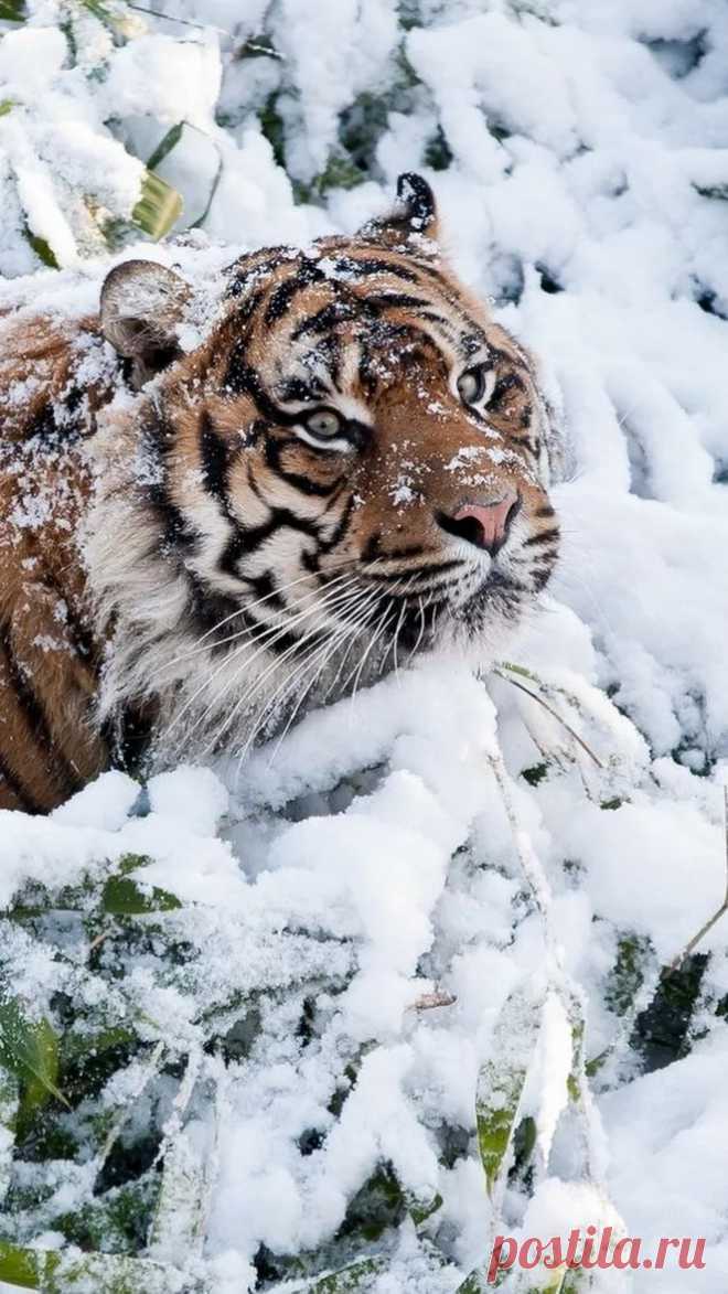 Amazin+wildlife.jpg (663×1178)