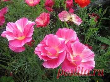 ОГОРОД БЕЗ ХЛОПОТ