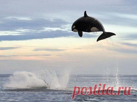 Прыжок касатки