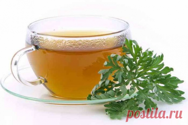 Лекарство от многих болезней растет под ногами. Полынь