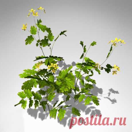 Чистотел: 101 способ применения в народной медицине
