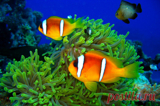 красное море - Поиск в Google