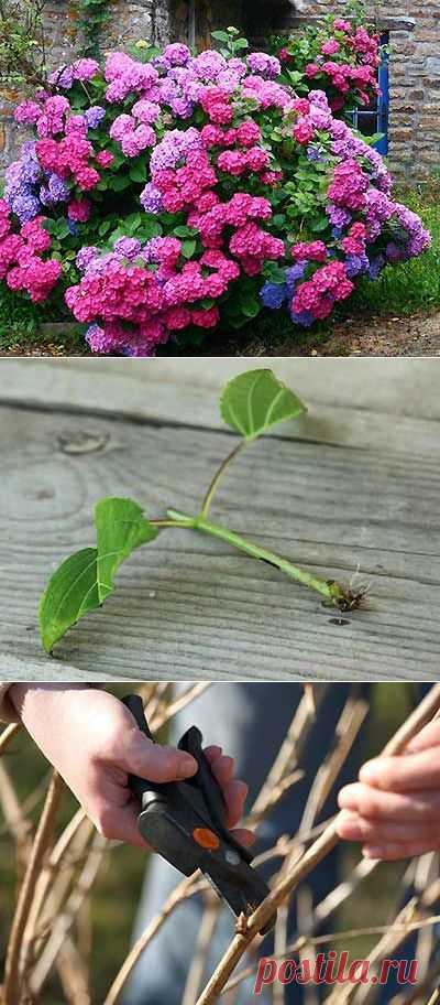Посадка садовой гортензии. Гортензия в открытом грунте уход. | Мое подворье
