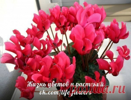 цикламен