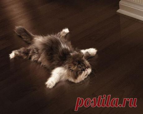 Дневник кота-параноика.